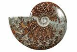 Polished Ammonite (Cleoniceras) Fossil - Madagascar #339107-1